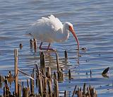 White Ibis Foraging_38683